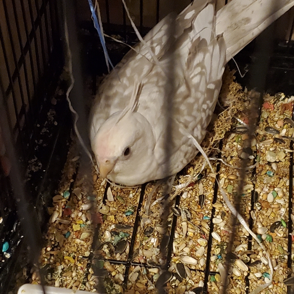 ***PET ALERT!!!*** - Picture 9 of 13